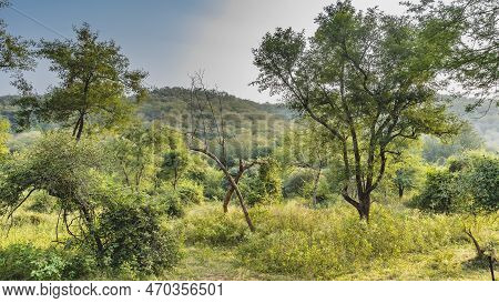 Jungle Landscape. Lush Green Grass In The Meadow. Thickets Of Trees And Bushes On The Hills. Bizarre