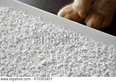 White Cat Litter On A Tray With Blurred Photo Of Ginger Cat Paws Beside It.