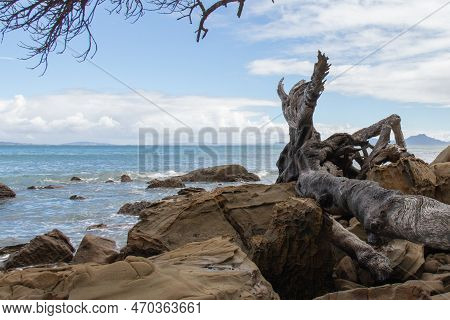 The View Of Picturesque Landscape With A Tree Branch And Blue Sea On A Background In A Sunny Day, Au