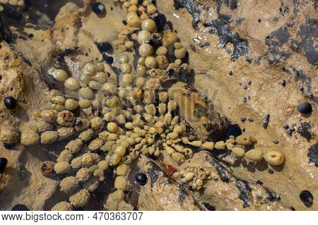 Close Up View Of Neptune's Necklace In A Shallow Water, New Zealand.