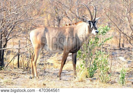 Portrait Of A Roan Antelope, Etosha Np, Namibia