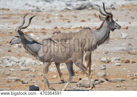 Portrait Of A Pair Of Greater Kudus, Etosha Np