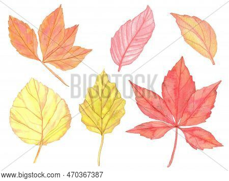 Watercolor Colorful Autumn Leaves Set. Hand Painted Illustration