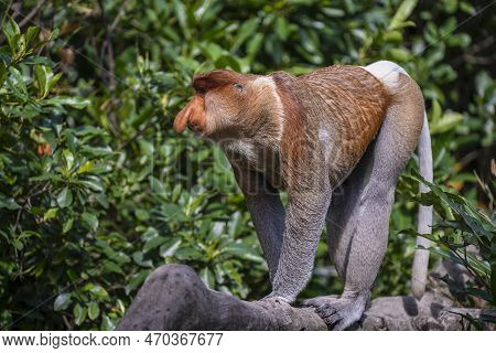 Family Of Wild Proboscis Monkey Or Nasalis Larvatus, In The Rainforest Of Island Borneo, Malaysia, C