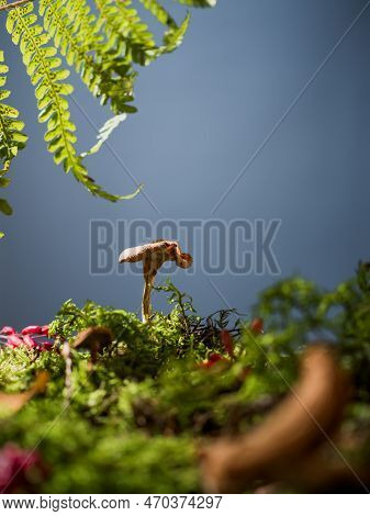 Natural Creative Concept With Autumn Mushrooms, Fern And Moss On Blue Background. Place For Text, Co