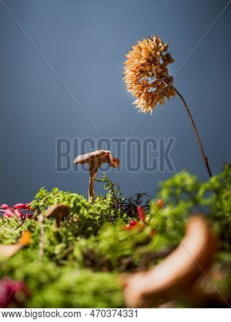 Natural Creative Concept With Autumn Mushrooms And Moss On Blue Background. Place For Text, Copy Spa