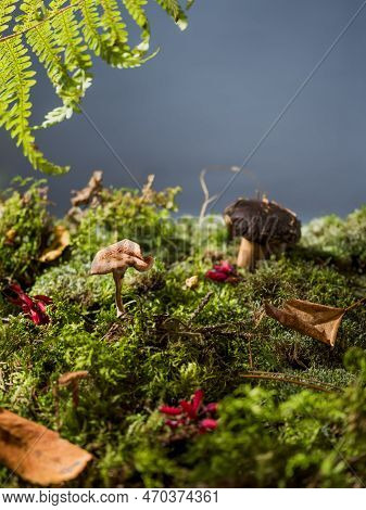 Natural Creative Concept With Autumn Mushrooms, Moss, Autumn Leaves, Ferns, Red Berries. Sunlight Pe