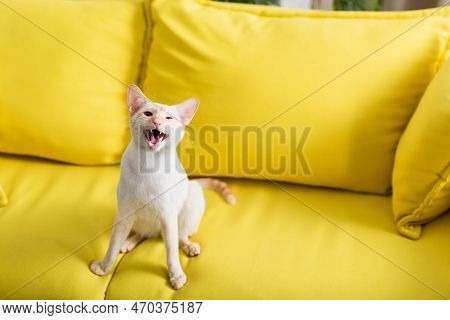 Oriental Cat Looking At Camera While Sitting On Couch.