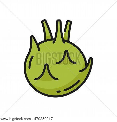 Kohlrabi Cabbage With Turnip-shaped Stem Isolated Color Line Icon. Vector Vegetarian Food, German Ca