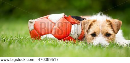 Funny Naughty Pet Dog After Biting, Chewing A Toy Ball. Dog Mischief, Puppy Training Banner.