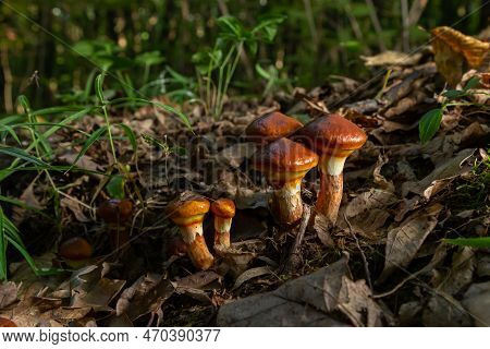 Mushroom Season. Autumn In The Park. Slippery Jack Edible Cattails Suillus Luteus.
