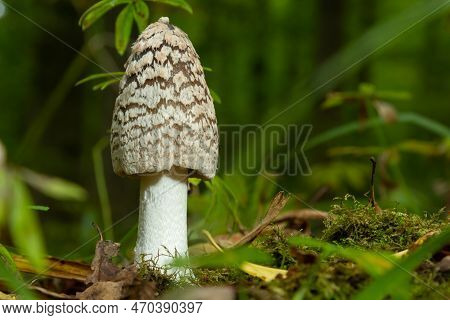 Coprinopsis Picacea Is A Species Of Fungus In The Family Psathyrellaceae.