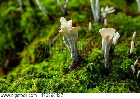 Amazing Litte Mushroom Looks Like Branches With Drops Of Dew - Xylaria Hypoxylon.