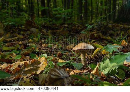 Gymnopus Hariolorum Mushrooms On The Old Stump.