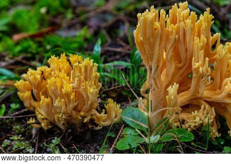 Yellow Edible Coral Mushroom Ramaria Flava Mushroom In The Forest, Close-up.