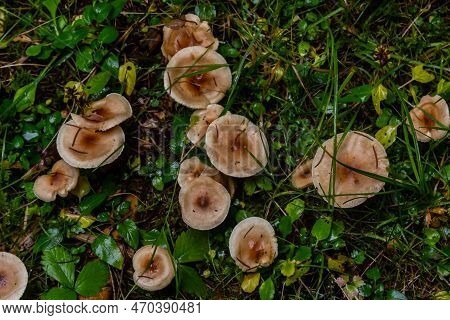 Poison Pie Mushroom Hebeloma Crustuliniforme Growing Through The Autumnal Leaves.