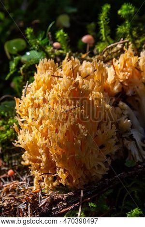 Yellow Edible Coral Mushroom Ramaria Flava Mushroom In The Forest, Close-up.