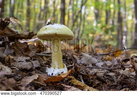 A Closeup Of Amanita Citrina, False Death Cap Or Citron Amanita .