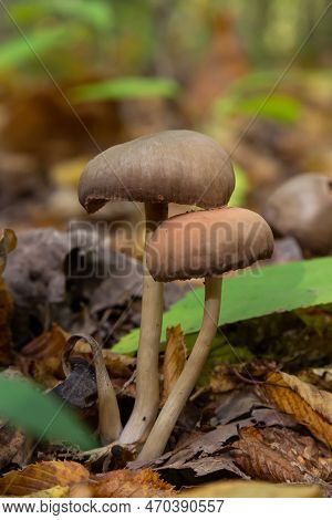 Close Up Of Some Psathyrellaceae Or Brittle Stems A Family Of Fungi On Some Green Moss.