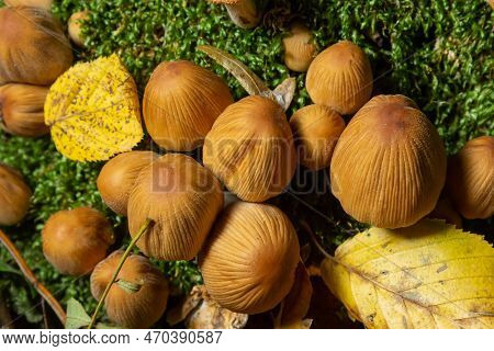 Coprinellus Micaceus Growing On Rotten Stumb. Many Little Mica Cap Mushrooms In An Autumn Forest. Gr