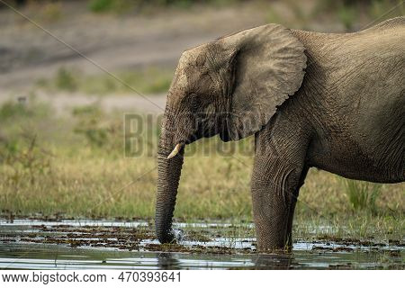 Close-up Of African Elephant Drinking From River