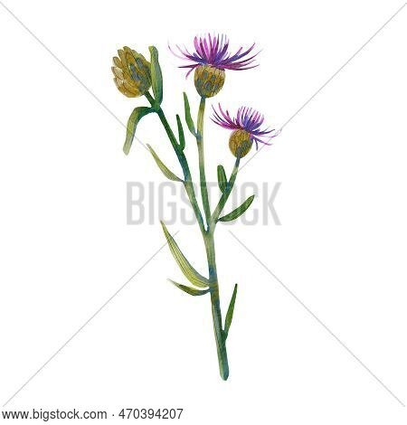 Thistle Isolated On A White Background. Watercolor Illustration Of A Meadow Flower. A Wild Plant. Me