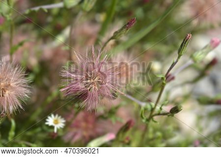 Spreading Fleabane Seed Heads In The Garden