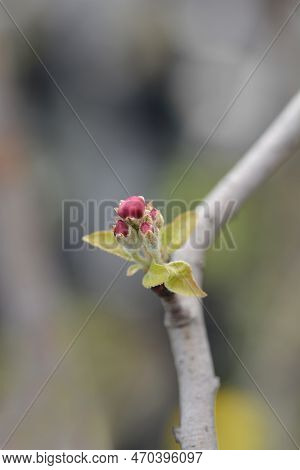 Idared Branch With Flower Buds In The Spring