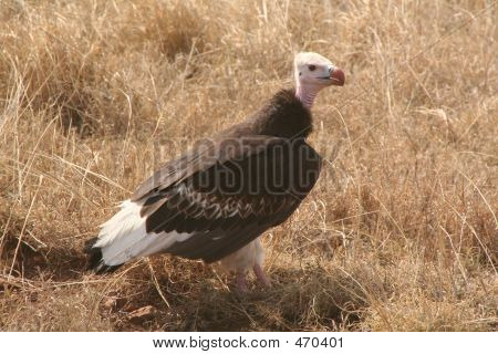 Avvoltoio In Tanzania