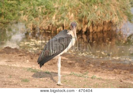 Airone In Tanzania