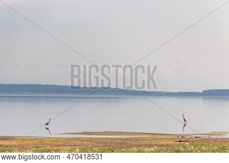 Lake Surrounded By A Lush Green Hillside. 2 Herons Hunt Fish In Shallow Water