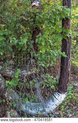Bizarrely Curved Trunk Of A Birch Growing On A Rock. Wonder Of Nature, Dancing Forest