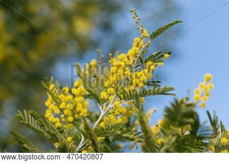 Blooming Mimosa Bush Close-up. Mimosa In Nature. A Beautiful Bush Of Flowering Mimosa.