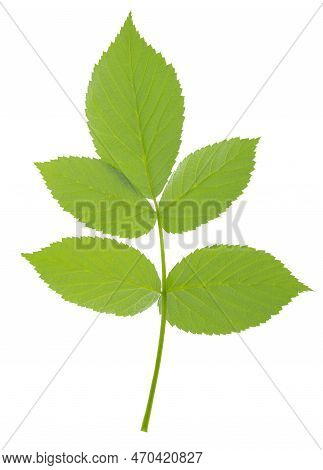 Raspberry Leaves. Young Green Branch Of Raspberry Bush In Spring. Raspberry Branch. Gardening, Horti