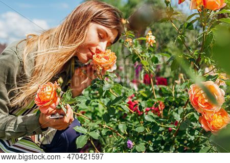 Orange Lady Of Shalott Rose Blooming In Summer Garden. Gardener Smelling Blossom Holding Pruner. Aus