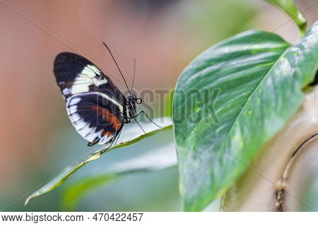 A Beautiful Large Colorful Butterfly In Its Natural Habitat.