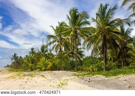 Trees And Sand At Itacarezinho Beach, Itacare, Bahia, Brazil