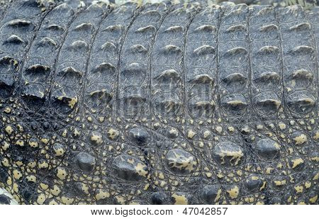 Abstrakt Closeup krokodýlí kůže