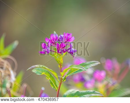 Flowers Of Fireweed, Chamaenerion Angostifolium On A Sunny Summer Day. Chamaenerion Angustifolium - 