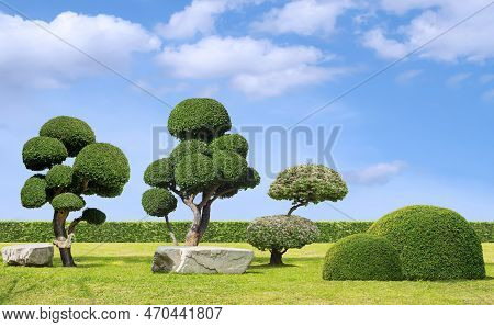 Big Streblus Asper Bonsai With Topiary Trees And Rock Seats On Green Lawn In Japanese Garden Style A