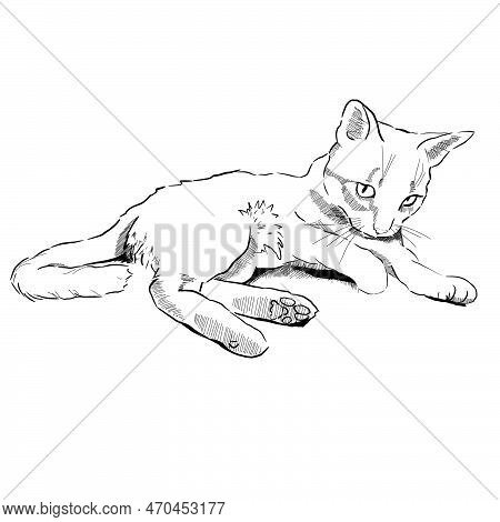 Cute Playful Cat In Move Hand Drawn With Lineart Style