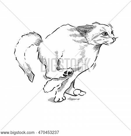 Cute Playful Cat In Move Hand Drawn With Lineart Style