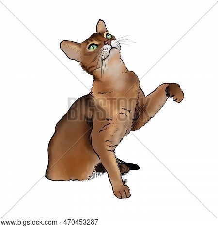 Cute Abysinian Cat Hand Drawn With Watercolor Style