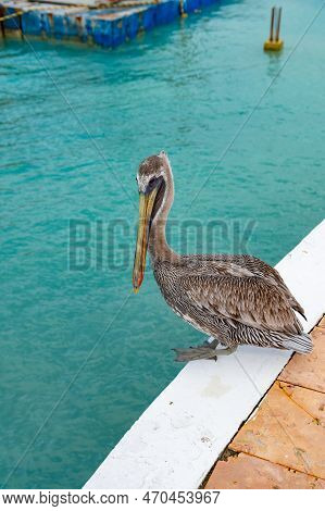 Image Of Pelican Bird With Beak. Pelican Bird With Beak Outdoor. Pelican Bird With Beak