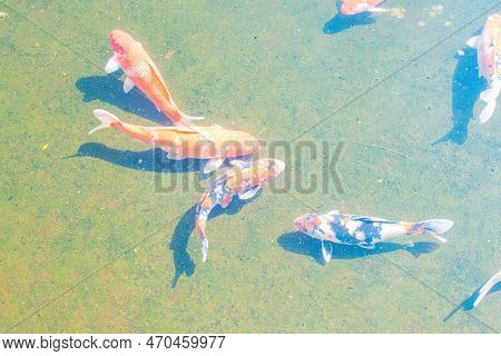 Fancy Carp Fish Or Koi Fish Swimming In A Pond.