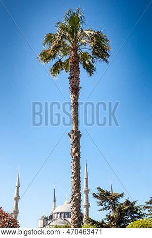 Selective Blur On Palm Trees In Istanbul In Front Of The Sultanahmet Camii Mosque, One Of The Main M