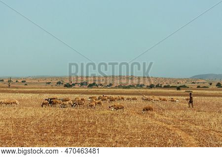 Lonely Farmer In Deserded Spase In Morocco