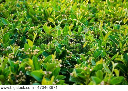 Lush Shrub With Bright Green Leaves And Small Unopened Flowers