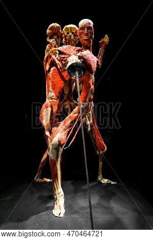Moscow, Russia - May 05, 2021: Famous Anatomy Exhibition Body Worlds Where Plastinated Bodies Are Ex