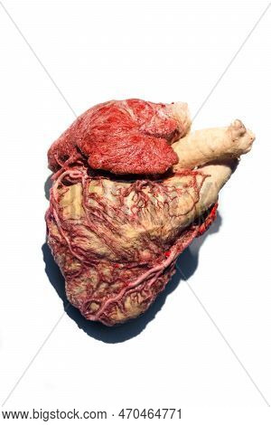 Moscow, Russia - May 05, 2021: Famous Anatomy Exhibition Body Worlds Where Plastinated Bodies Are Ex